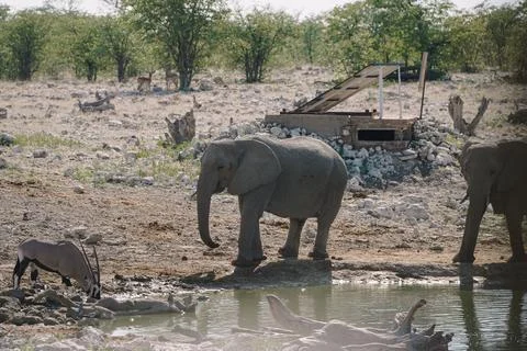 Group of elephants bathing and drinking at watering hole in the savannah in.. Stock Photos