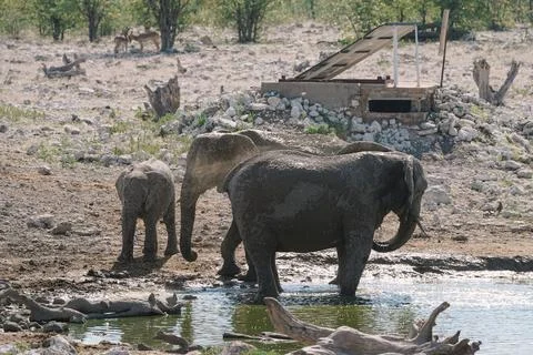 Group of elephants bathing and drinking at watering hole in the savannah in.. Stock Photos