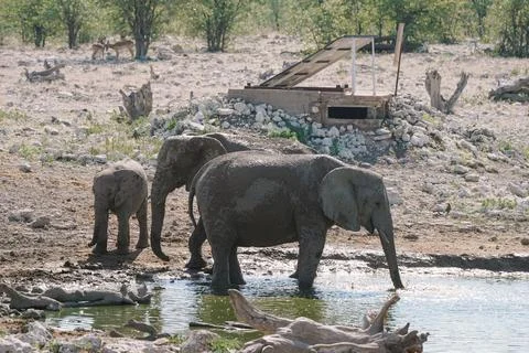 Group of elephants bathing and drinking at watering hole in the savannah in.. Stock Photos