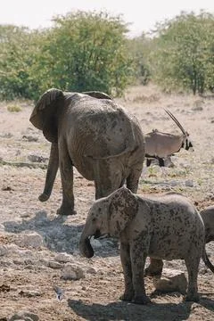 Group of elephants bathing and drinking at watering hole in the savannah in.. Stock Photos