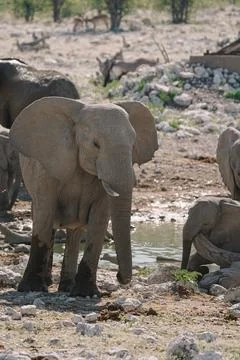 Group of elephants bathing and drinking at watering hole in the savannah in.. Foto stock