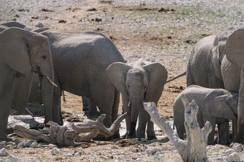 Group of elephants bathing and drinking at watering hole in the savannah in.. Stock Photos
