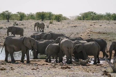 Group of elephants bathing and drinking at watering hole in the savannah in.. Stock Photos