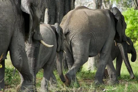 Group of elephants in the bush Stock Photos