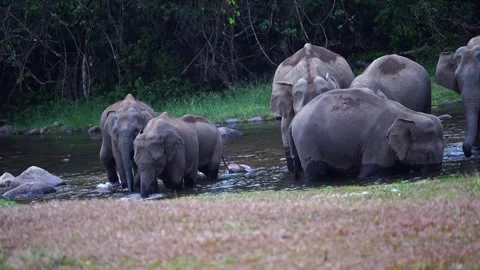 Group of Elephants Drinking and Playing in River Anakkulam Munnar Video stock 330149576
