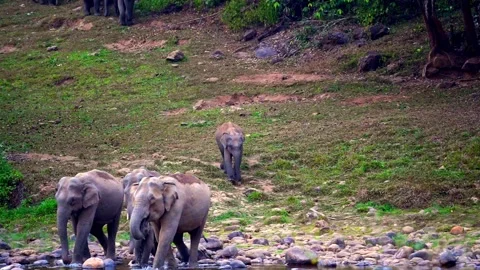 Group of Elephants Drinking and Playing in River Anakkulam Munnar Stock Footage 330149585