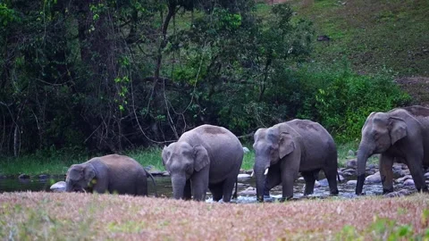 Group of Elephants Drinking and Playing in River Anakkulam Munnar Stock Footage 330149586