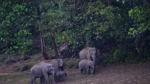 Group of Elephants Drinking and Playing in River Anakkulam Munnar Stock Footage 330149632