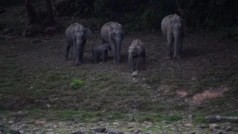 Group of Elephants Drinking and Playing in River Anakkulam Munnar Stock Footage 330149711