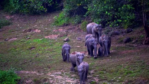 Group of Elephants Drinking and Playing in River Anakkulam Munnar Stock Footage 330149712