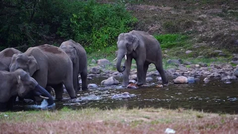 Group of Elephants Drinking and Playing in River Anakkulam Munnar Stock Footage 330149723