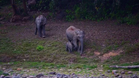 Group of Elephants Drinking and Playing in River Anakkulam Munnar Video stock 330149738