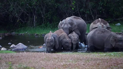 Group of Elephants Drinking and Playing in River Anakkulam Munnar Video stock 330149764