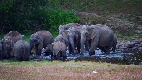 Group of Elephants Drinking and Playing in River Anakkulam Munnar Stock Footage 330149792
