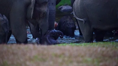 Group of Elephants Drinking and Playing in River Anakkulam Munnar Stock Footage 330149834