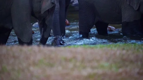 Group of Elephants Drinking and Playing in River Anakkulam Munnar Stock Footage 330149835
