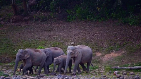 Group of Elephants Drinking and Playing in River Anakkulam Munnar Stock Footage 330149846
