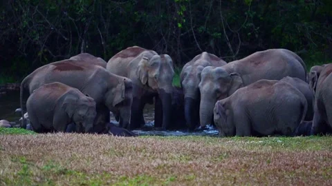 Group of Elephants Drinking and Playing in River Anakkulam Munnar Stock Footage 330149856