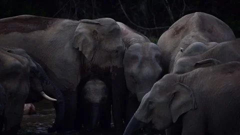 Group of Elephants Drinking and Playing in River Anakkulam Munnar Stock Footage 330149863