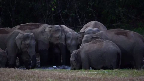 Group of Elephants Drinking and Playing in River Anakkulam Munnar Stock Footage 330149866