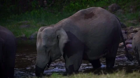 Group of Elephants Drinking and Playing in River Anakkulam Munnar Stock Footage 330149886