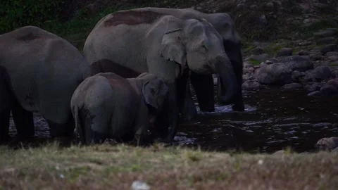 Group of Elephants Drinking and Playing in River Anakkulam Munnar Stock Footage 330149888