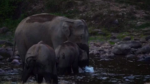 Group of Elephants Drinking and Playing in River Anakkulam Munnar Stock Footage 330149895