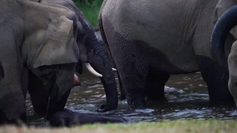 Group of Elephants Drinking and Playing in River Anakkulam Munnar Stock Footage 330149897