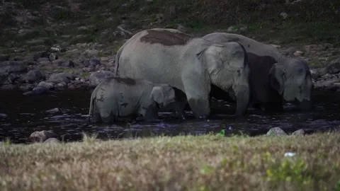 Group of Elephants Drinking and Playing in River Anakkulam Munnar Stock Footage 330149911