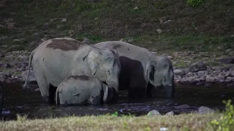 Group of Elephants Drinking and Playing in River Anakkulam Munnar Stock Footage 330149914