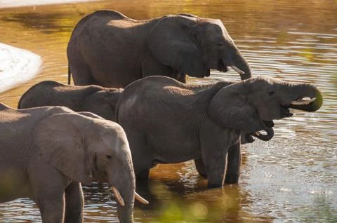 Group of elephants drinking Stock Photos