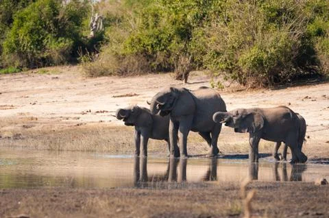 Group of elephants drinking Stock Photos