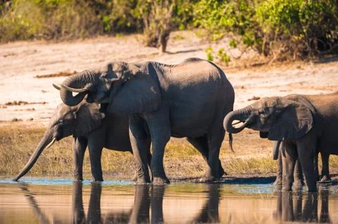 Group of elephants drinking Stock Photos