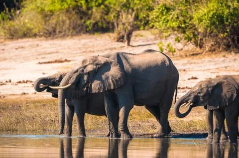 Group of elephants drinking Stock Photos
