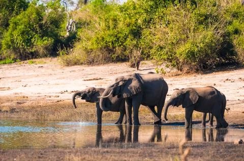 Group of elephants drinking Stock Photos