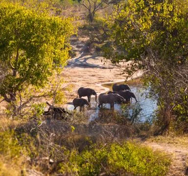 Group of elephants drinking Foto stock