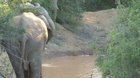 Group elephants drinking water Stock Footage