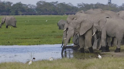 Group of elephants drinking water with trunks Stock Footage 112510295