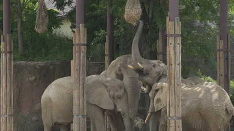 Group of Elephants feeding at the zoo Stock Footage