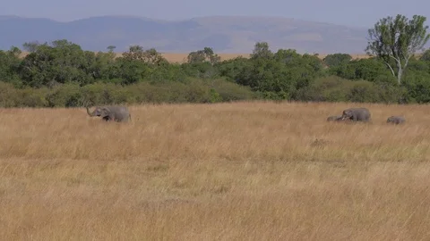 A Group Of Elephants Is On The Field With Dried Up Grass Of The African Savannah Stock Footage 79876779