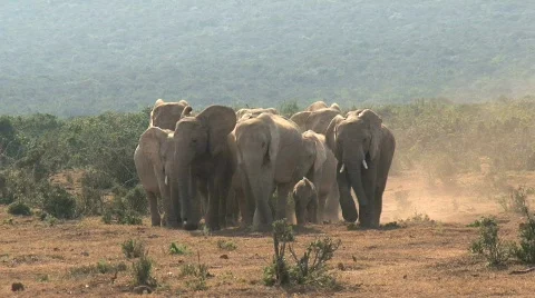Group Elephants Stock Footage