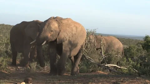 Group Elephants Stock Footage