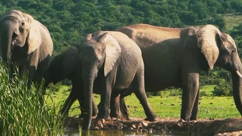 A group of elephants Stock Footage 220501168
