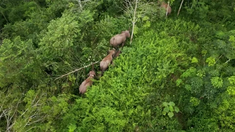 A group of elephants in Indonesia Stock Footage 203743963