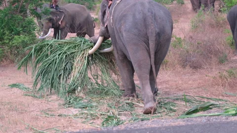 Group of elephants with mahout use trunk and ivory to carry bundle of sugar cane Stock Footage 155456254
