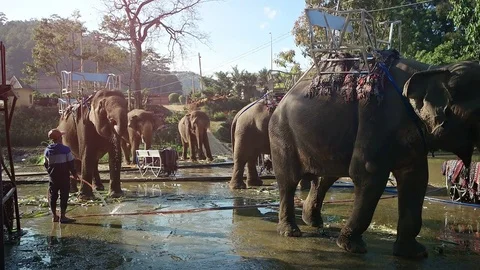 Group of Elephants Mounted with Passenger Platforms for Tourists Video stock 72049793