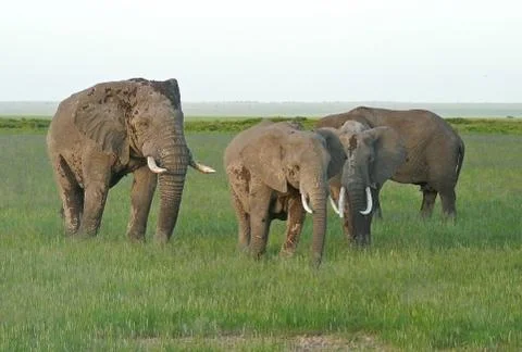 Group of elephants Stock Photos