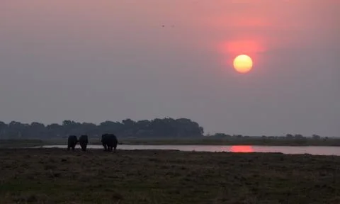 Group of Elephants Stock-Fotos