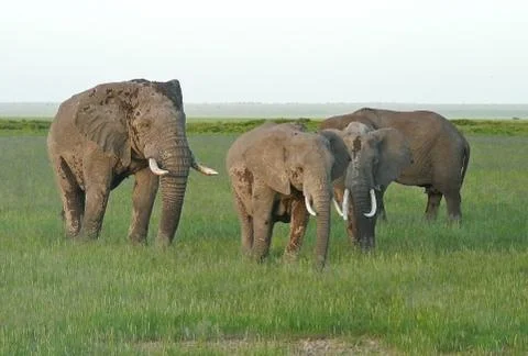 Group of elephants Stock Photos