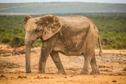 Group of Elephants Stock Photos